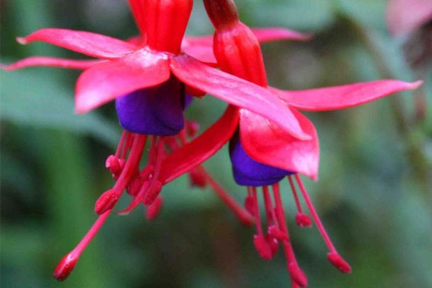 Fuchsias à cultiver en pot : Fuchsia magellanica Riccartonii