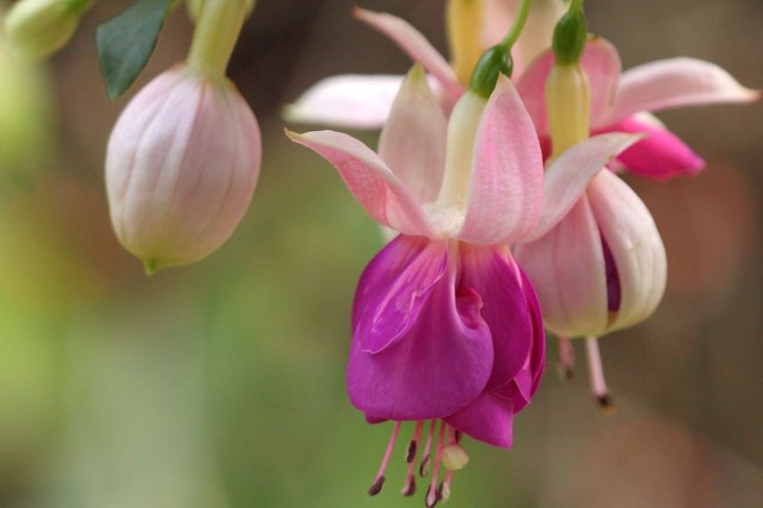 Fuchsias à cultiver en pot : 'Bella Rosella'