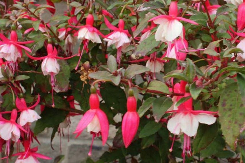 Fuchsias à cultiver en pot : 'Alice Hoffman'