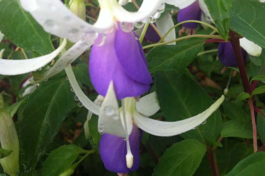 Fuchsias à cultiver en pot : 'Blue Sarah'