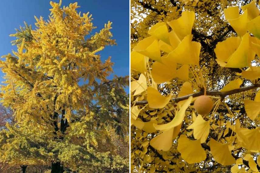 Gingko biloba