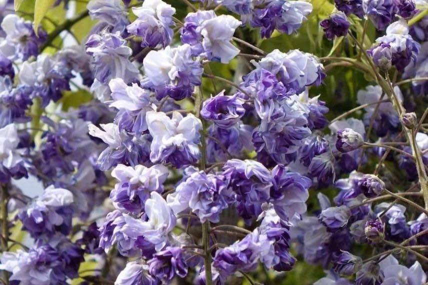 Wisteria 