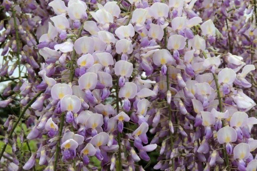 Wisteria