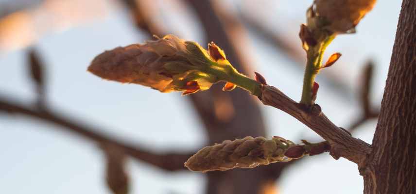 Il faut maltraiter les glycines pour obtenir des fleurs