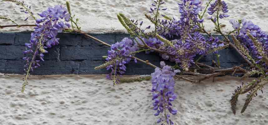 Il faut maltraiter les glycines pour obtenir des fleurs