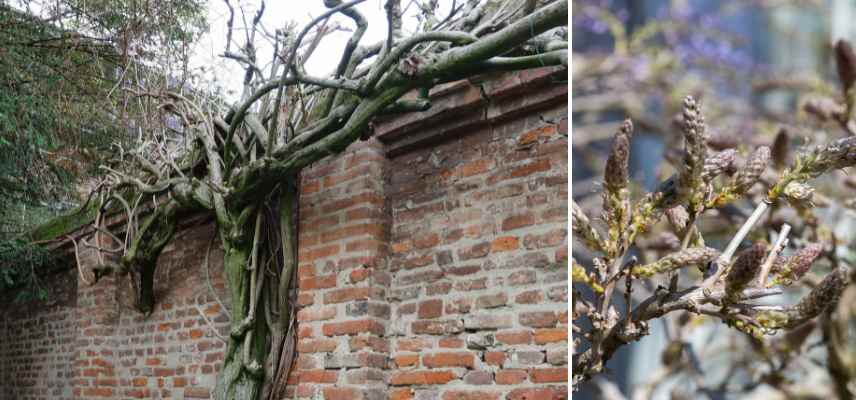 glycine ne fleurit pas, pourquoi glycine ne fleurit pas, comment faire fleurir une glycine, glycine ne fait pas de fleurs