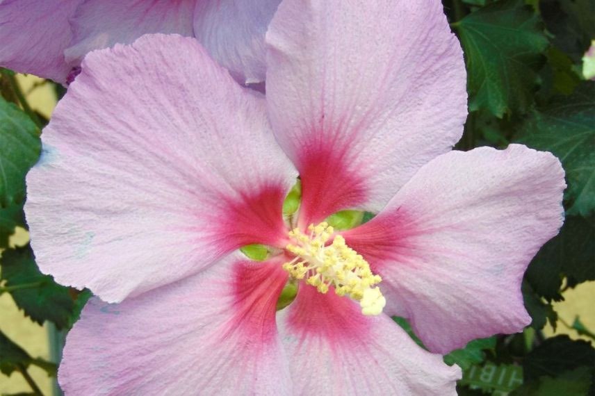 Hibiscus Rose Moon