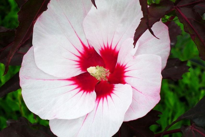 Hibiscus à fleurs blanches