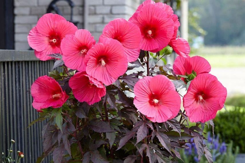 Hibiscus Pink Passion