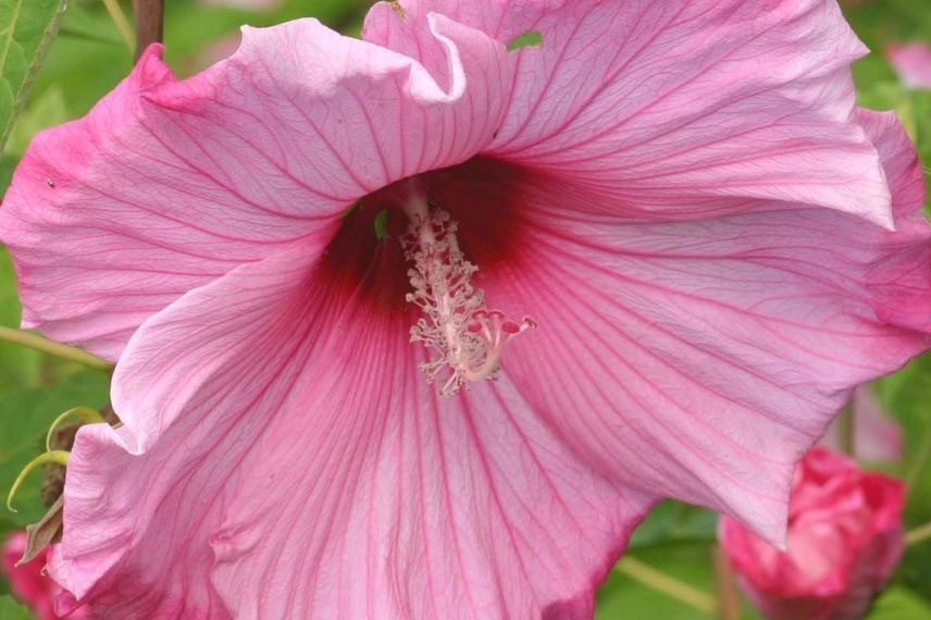 Hibiscus Sweet Caroline