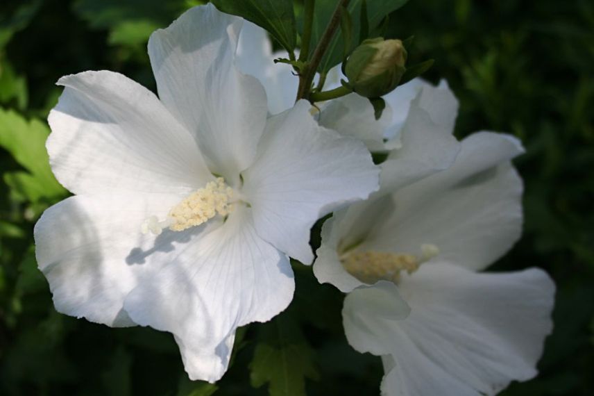Hibiscus à fleurs blanches, Althéa