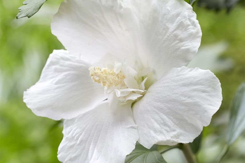 Hibiscus à fleurs blanches, Althéa