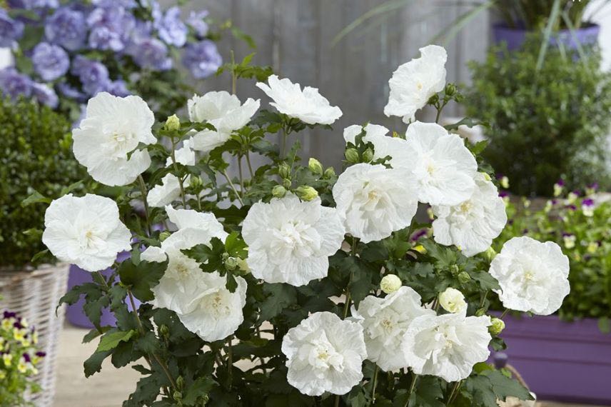 Hibiscus à fleurs blanches, Althéa