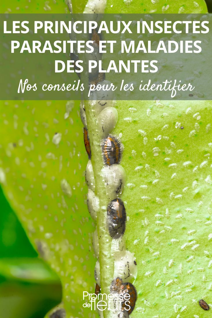 Plantes vertes d'intérieur : prévenir et soigner les maladies