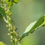 Identifier les principaux insectes parasites et maladies des plantes