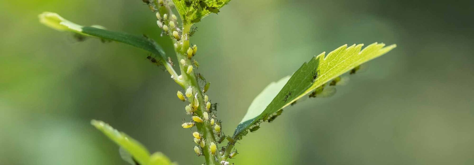 8 plantes qui aident à contrôler les parasites dans votre jardin