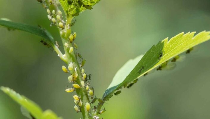 Comment identifier les parasites et maladies des plantes