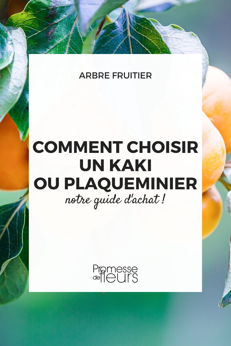 Kaki : comment planter le plaqueminier et comment l'entretenir ?