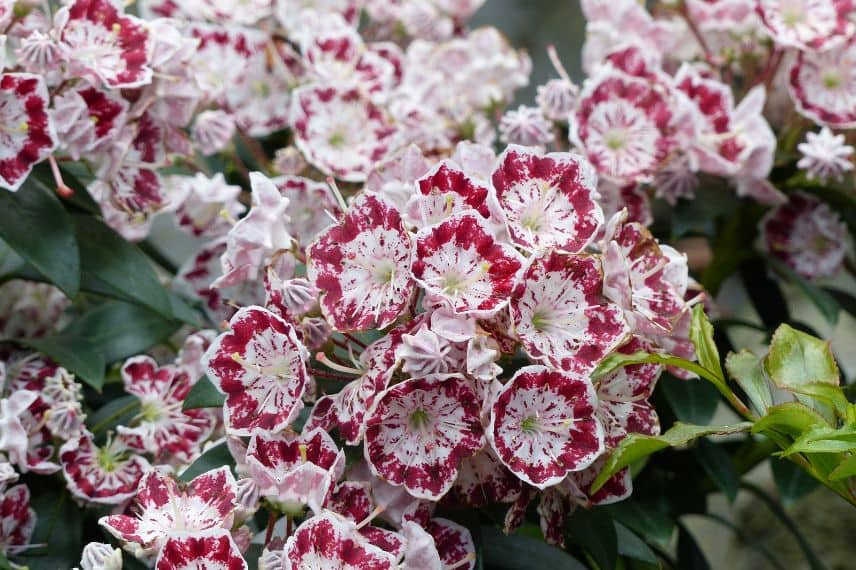 Kalmia latifolia Minuet