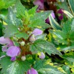 Lamium : 6 idées d'associations réussies