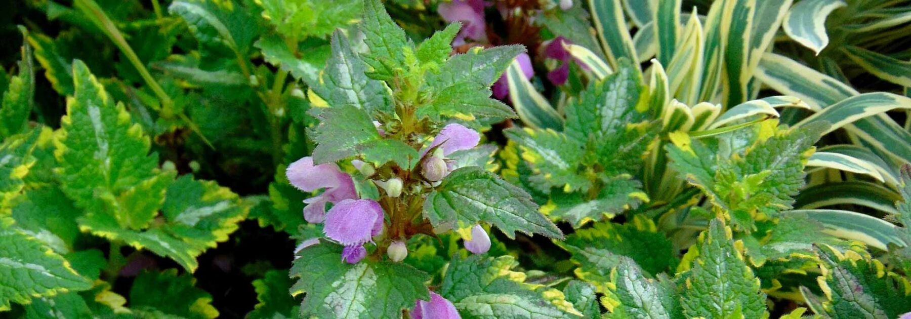 Lamium : 6 idées d'associations réussies