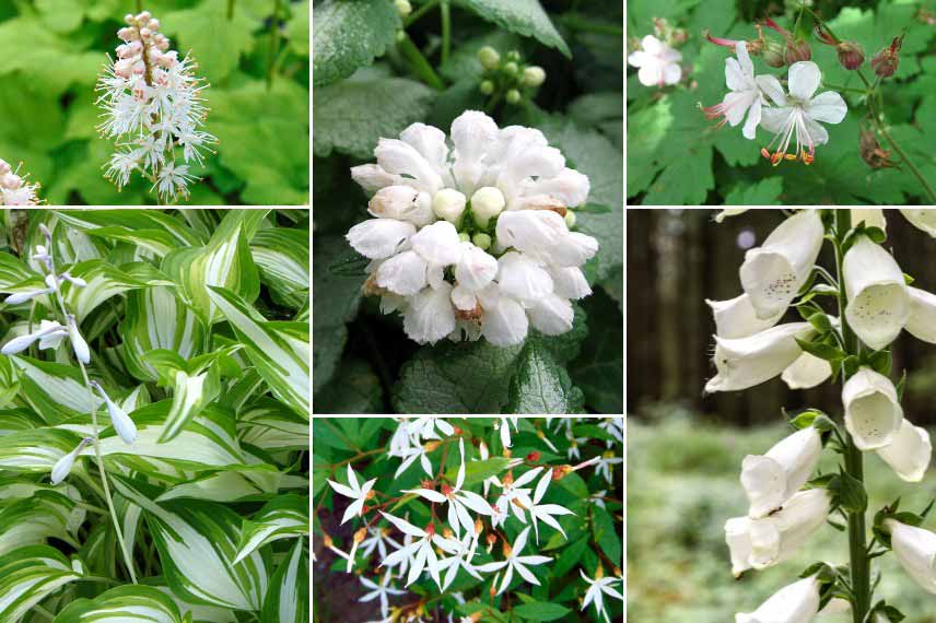 Inspiration pour associer le Lamium : jardin blanc