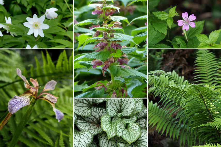 Inspiration pour associer le Lamium : jardin naturaliste de sous-bois