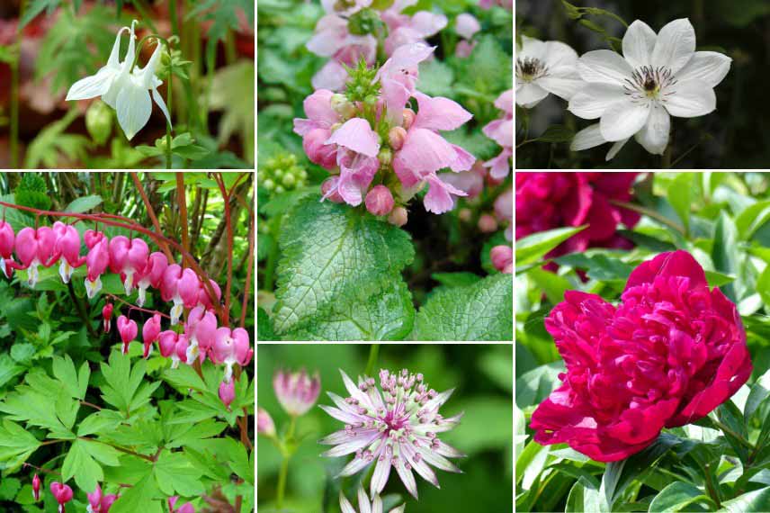 Inspiration pour associer le Lamium : jardin romantique, en rose et blanc