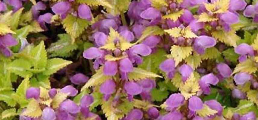 lamium feuillage decoratif, lamium feuilles panaches colorees