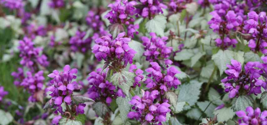 lamium feuillage decoratif, lamium feuilles panaches colorees