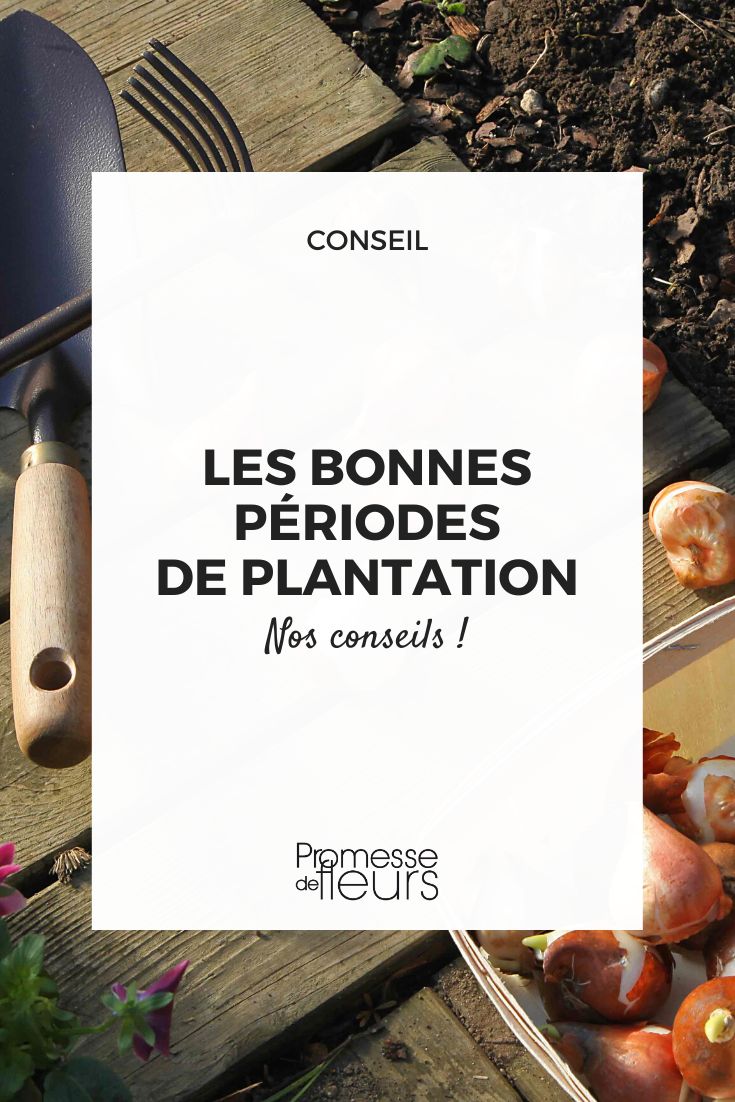 meilleure saison pour planter, a quelle saison planter, bonne periode de plantation, meilleure periode pour planter, calendrier de plantation