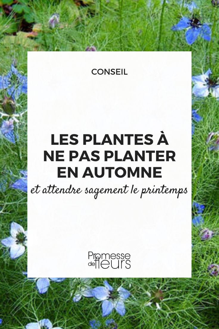 Les plantes à ne pas planter en automne - Promesse de Fleurs