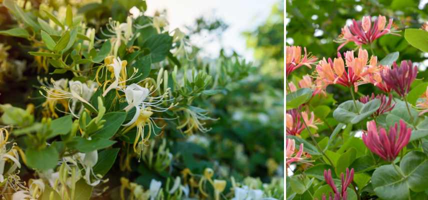 plantes parfaites pour jardin intime, vegetaux jardin intimiste apaisant relaxant, quelles plantes pour jardin intime abri des regards secret