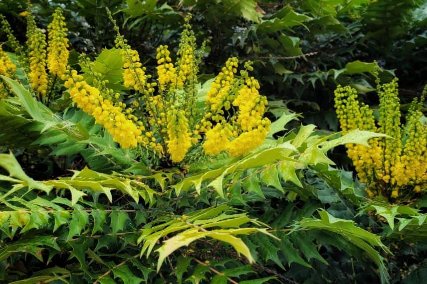 Mahonia japonica Hivernant