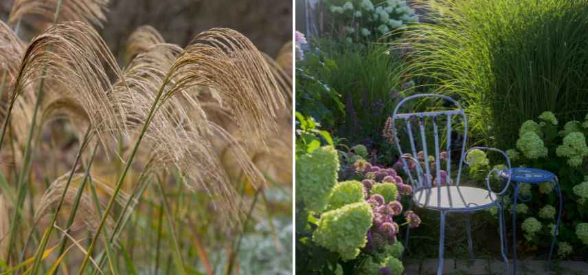 plantes parfaites pour jardin intime, vegetaux jardin intimiste apaisant relaxant, quelles plantes pour jardin intime abri des regards secret