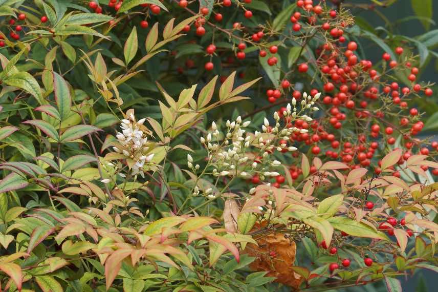 Nandina domestica