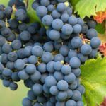 Nos nouveautés Vignes à raisins de l'automne 2023