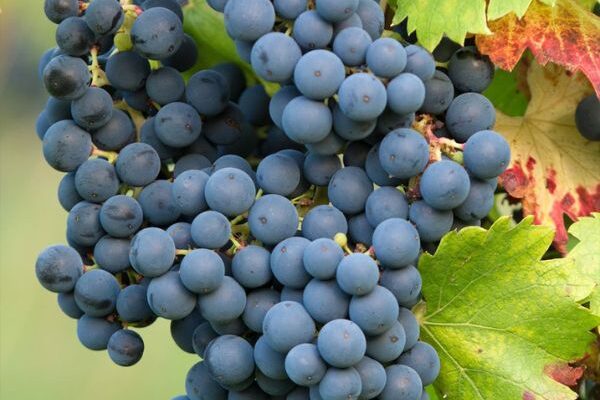 Nos nouveautés Vignes à raisins de l'automne 2023