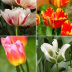 Tulipes : nos nouveautés 2023