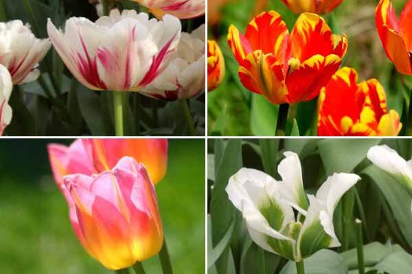 Tulipes : nos nouveautés 2023