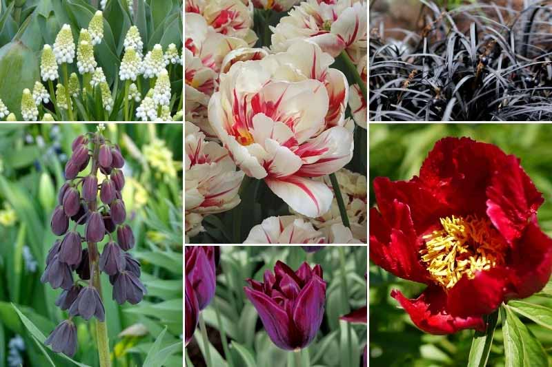 Idées d'association avec la tulipe 'Flaming Margarita'