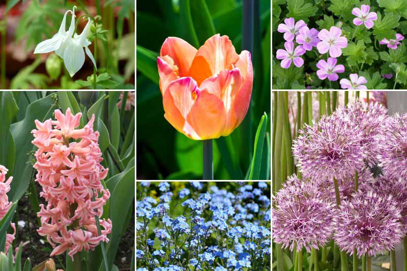Idées d'association avec la tulipe 'Jumbo Beauty'
