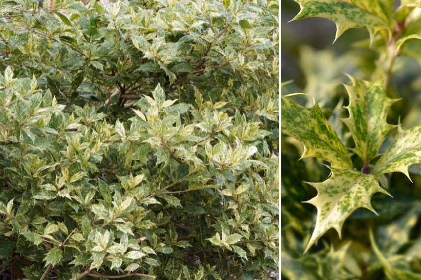 Arbustes persistants a feuillage colore, arbustes feuilles persistantes et colorees, arbustes persistant couleur dore jaune panache pourpre