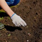 Semis en pleine terre : outils, accessoires utiles et pratiques