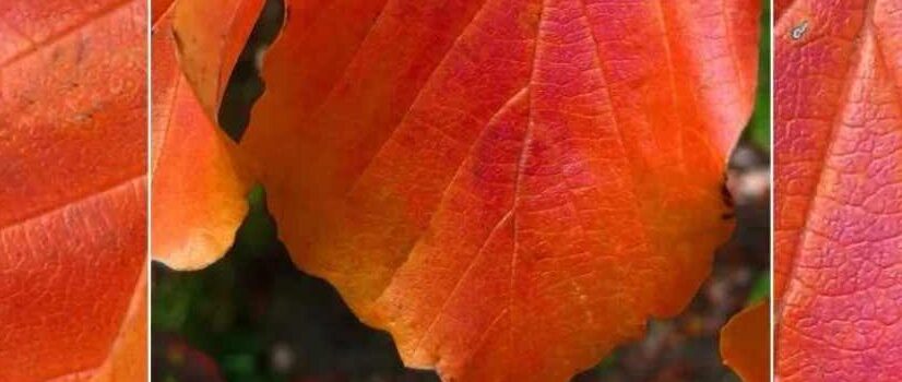 Parrotia persica les plus belles varietes, arbre de fer les meilleures varietes