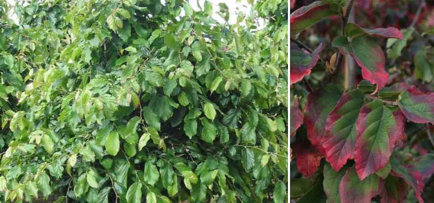 Parrotia persica les plus belles varietes, arbre de fer les meilleures varietes