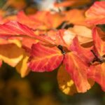 Parrotia, Arbre de Fer : les 5 plus belles variétés