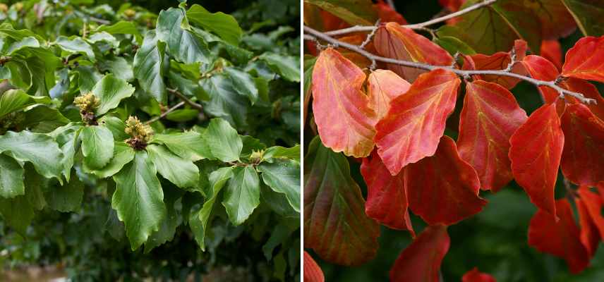 Parrotia persica les plus belles varietes, arbre de fer les meilleures varietes