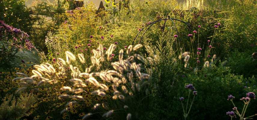 plantes parfaites pour jardin intime, vegetaux jardin intimiste apaisant relaxant, quelles plantes pour jardin intime abri des regards secret