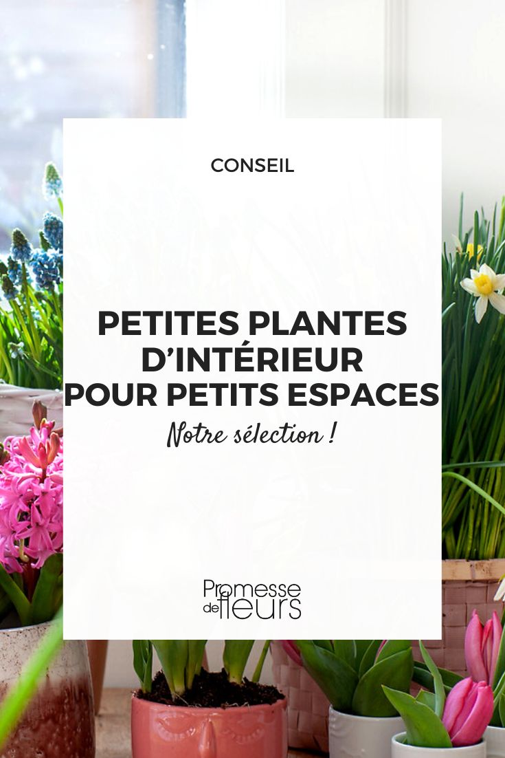 Cinq conseils pour l'entretien de vos plantes d'intérieur – Blog BUT